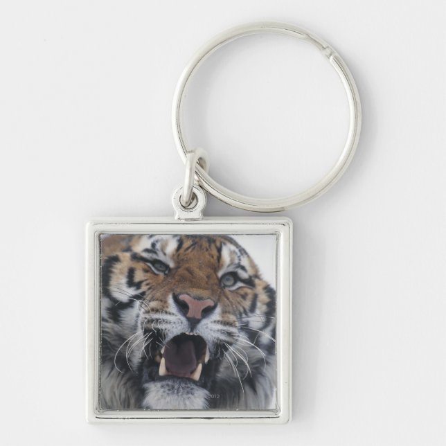Siberian Tiger Snarling Key Ring (Front)