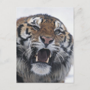 Siberian Tiger Snarling Postcard