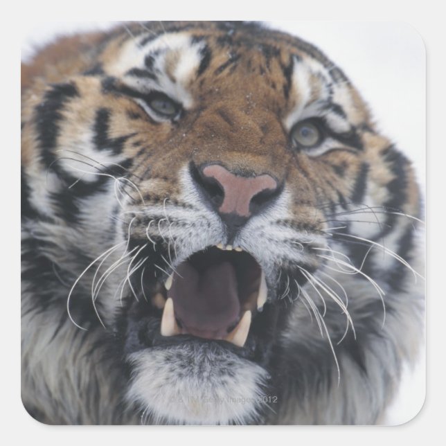 Siberian Tiger Snarling Square Sticker (Front)