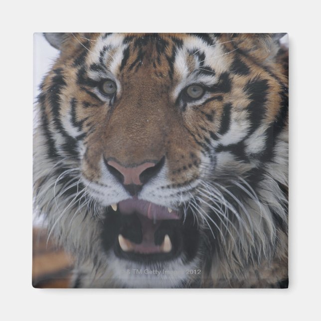Siberian Tiger Yawning Magnet (Front)