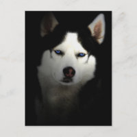Sibirien Husky