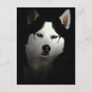 Sibirien Husky Postcard