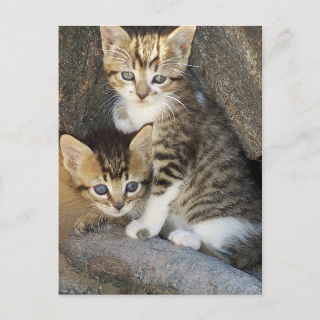 Siblings Postcard (Front)