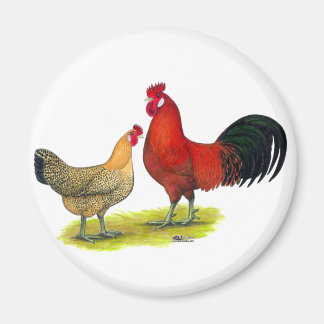 Sicilian Buttercup Chickens Magnet