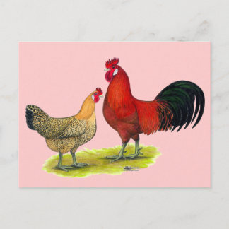 Sicilian Buttercup Chickens Postcard