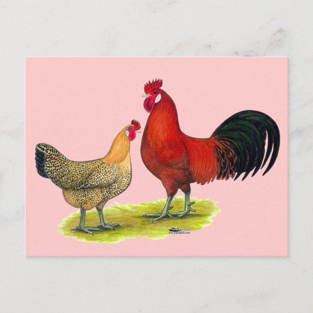 Sicilian Buttercup Chickens Postcard (Front)
