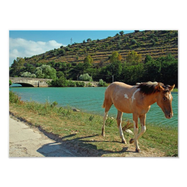 Sicily horse photo print (Front)