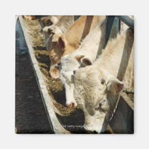 Sicily, Italy Magnet