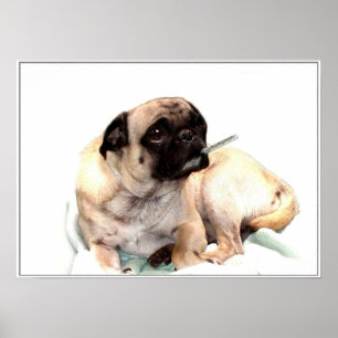 Sick pug with a thermometer poster