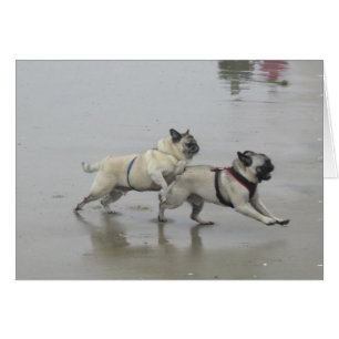 Sid Precious and Hemi at Dog Beach, San Diego