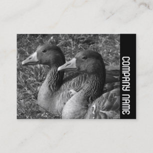 Side Band - Greylag Geese B&W Business Card