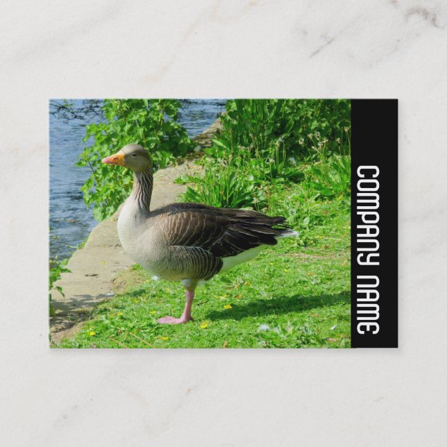 Side Band - Greylag Goose Business Card (Front)