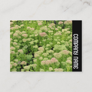 Side Band - Sedum (Autumn Joy) Business Card