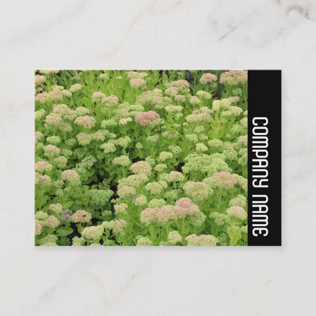 Side Band - Sedum (Autumn Joy) Business Card (Front)