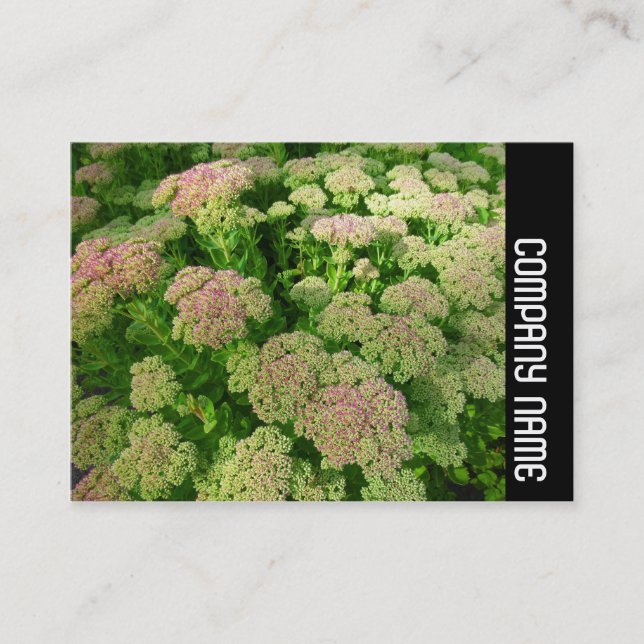 Side Band - Sedum "Autumn Joy" Business Card (Front)