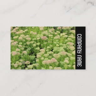 Side Band - Sedum (Autumn Joy) Business Card