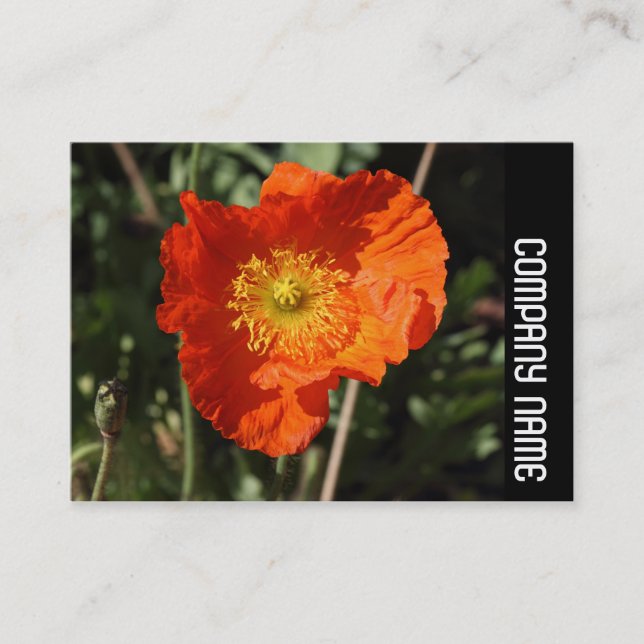 Side Band - Welsh Poppy (Orange) Business Card (Front)