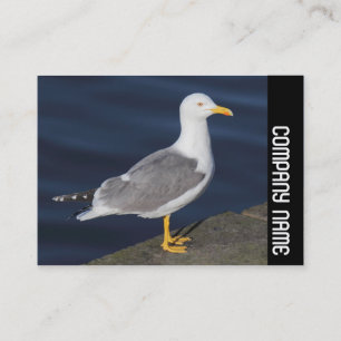 Side Band - Yellow-Legged Gull Business Card