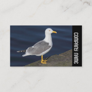 Side Band -  Yellow-Legged Gull Business Card