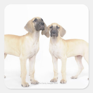 side by side,small group of animals,togetherness square sticker