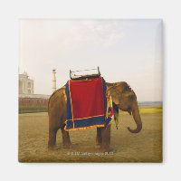 Side profile of an elephant, Taj Mahal, India