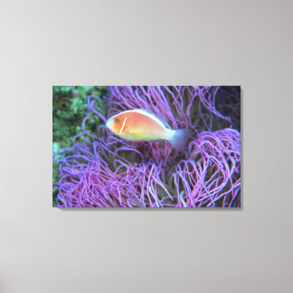 Side view of a pink anemone fish, Okinawa, Japan 2 Canvas Print