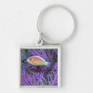 Side view of a pink anemone fish, Okinawa, Japan 2 Key Ring