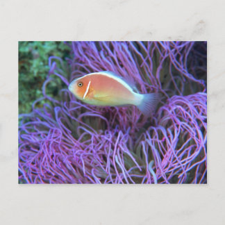 Side view of a pink anemone fish, Okinawa, Japan 2 Postcard
