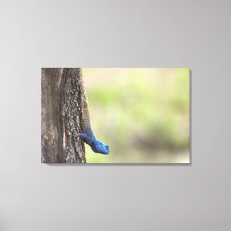 Side view of a Tree Agama (Acanthocerus Canvas Print