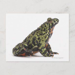 Side View of an Oriental Fire Bellied Toad Postcard