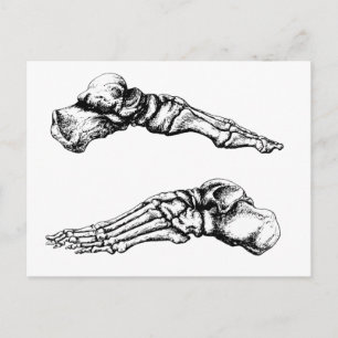 Side view of bones of the feet postcard