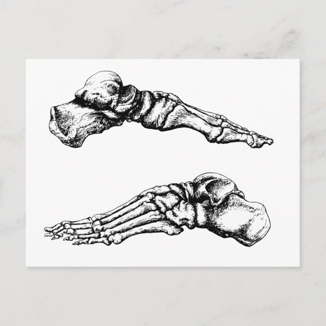 Side view of bones of the feet postcard (Front)