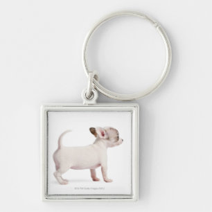 Side view of Chihuahua Puppy (10 weeks old) Key Ring