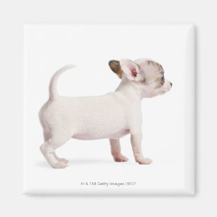 Side view of Chihuahua Puppy (10 weeks old) Magnet