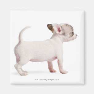 Side view of Chihuahua Puppy (10 weeks old) Magnet