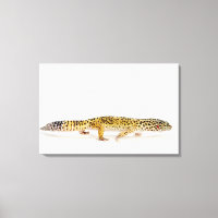 Side view of leopard gecko lizard