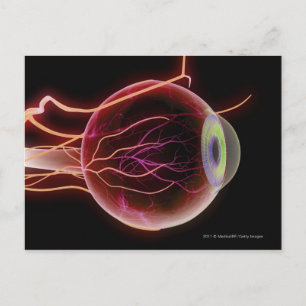 Side view of the blood vessels of the eye postcard