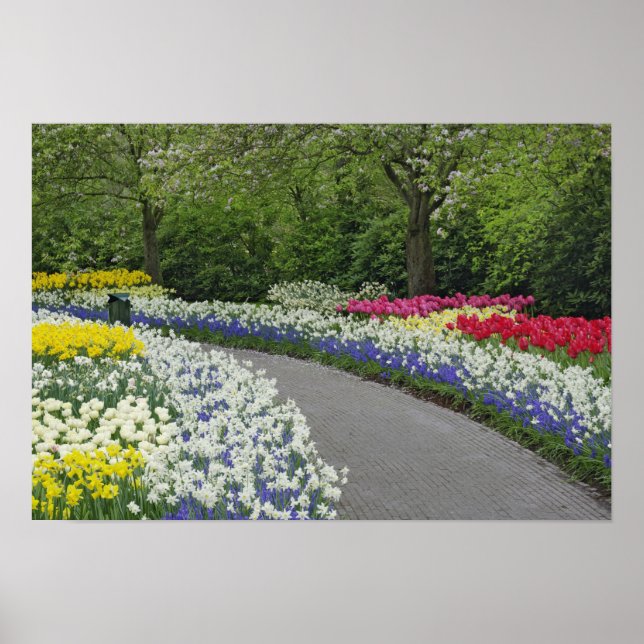 Sidewalk pathway through tulips and daffodils, poster (Front)