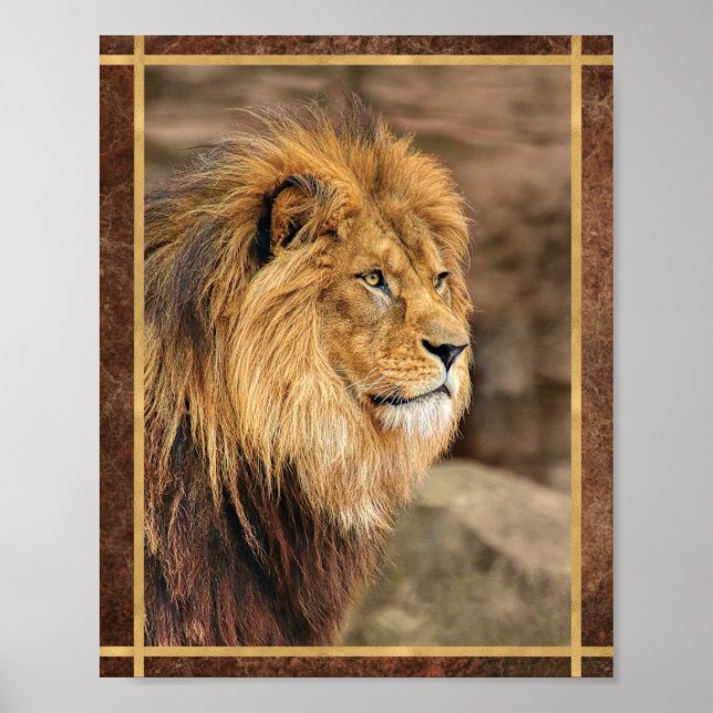 Sideway Lion Photograph Poster (Front)