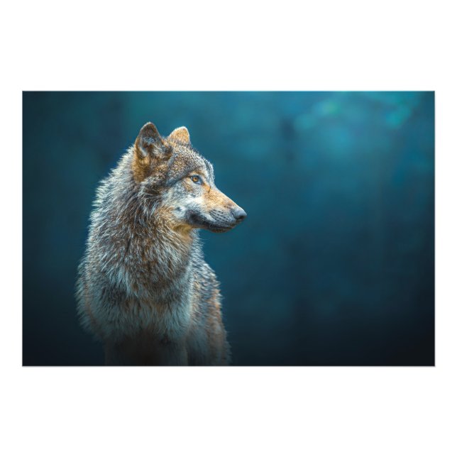 Sideways portrait of a Grey wolf Photo Print (Front)