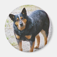 Sidney the Blue Heeler