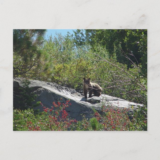 Sierra Bear Cub Postcard (Front)