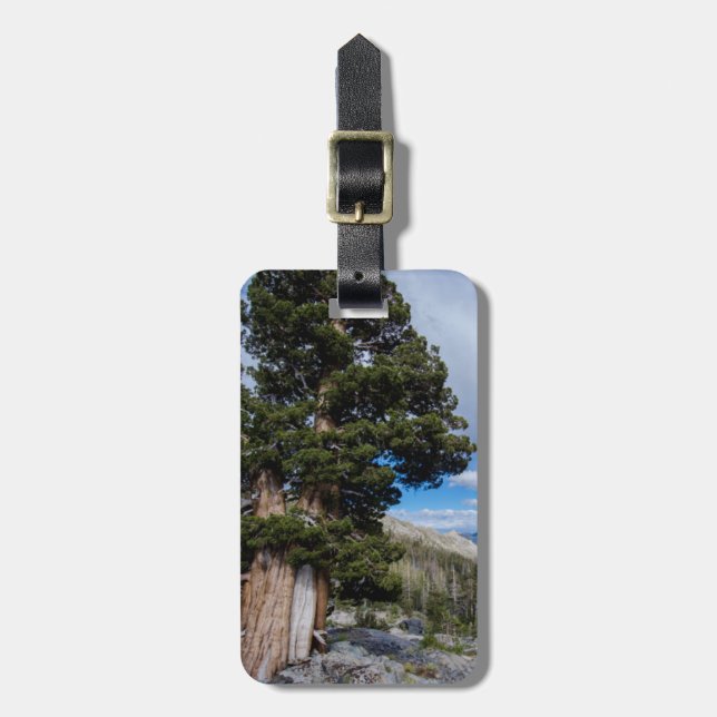 Sierra Juniper and Evergreen Trees 2 Luggage Tag (Front Vertical)