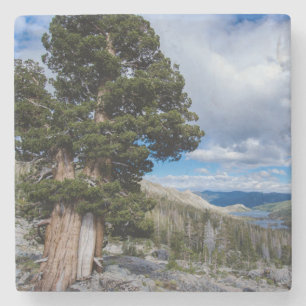 Sierra Juniper and Evergreen Trees 2 Stone Coaster