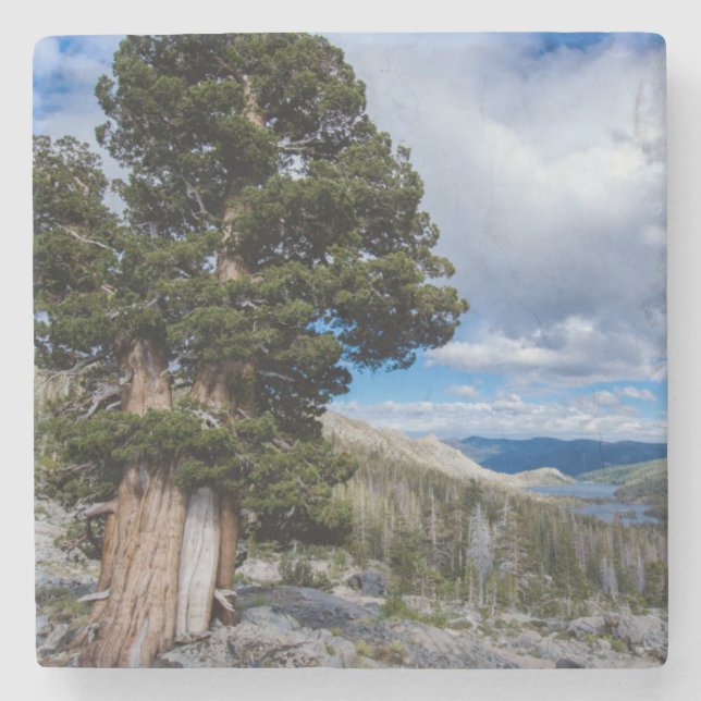 Sierra Juniper and Evergreen Trees 2 Stone Coaster (Front)