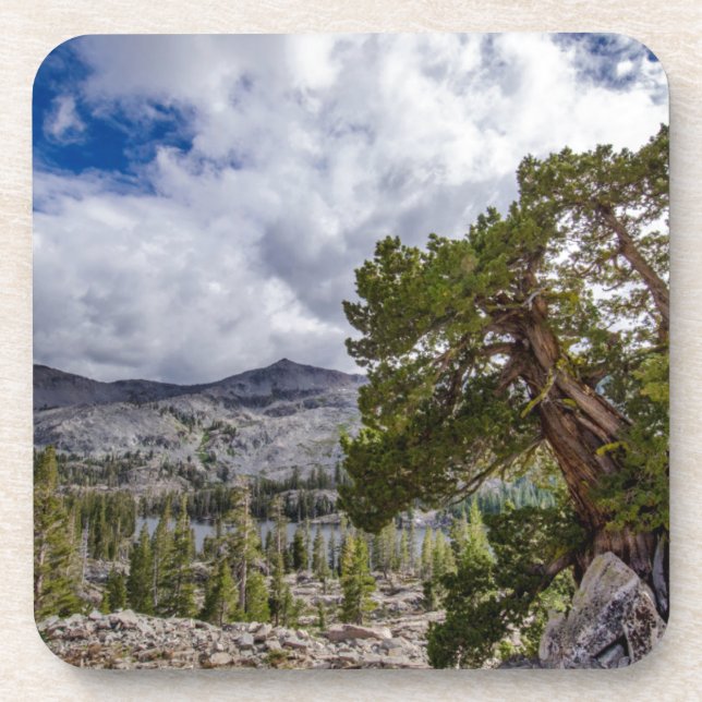 Sierra Juniper and Evergreen Trees Coaster (Front)