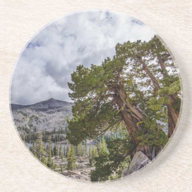 Sierra Juniper and Evergreen Trees Coaster (Front)