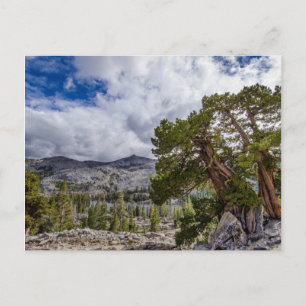 Sierra Juniper and Evergreen Trees Postcard