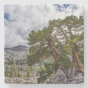 Sierra Juniper and Evergreen Trees Stone Coaster