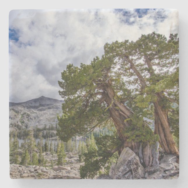 Sierra Juniper and Evergreen Trees Stone Coaster (Front)